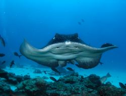 Smiling Marble Ray ~ Taken at Cocos Island ~ Was just abl... by Jeannette Howard 